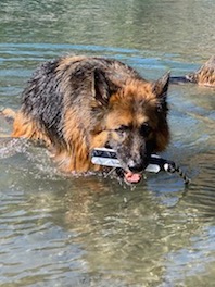  KimL German Shepherd with hexa-bumper